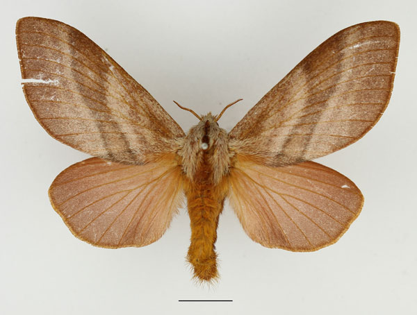 /filer/webapps/moths/media/images/P/papyroides_Pachytrina_AF_Basquin_01.jpg