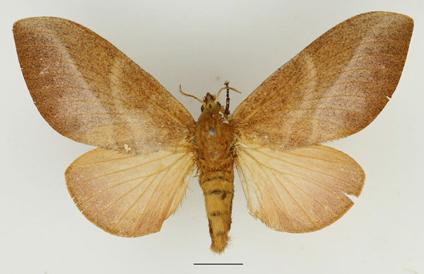 /filer/webapps/moths/media/images/P/papyroides_Pachytrina_AF_Basquin_02.jpg