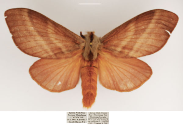 /filer/webapps/moths/media/images/P/papyroides_Pachytrina_AF_TMSA.jpg