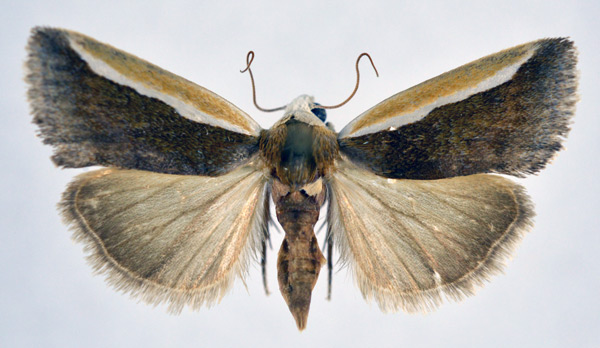 /filer/webapps/moths/media/images/P/paraalba_Acontia_AF_NHMO.jpg