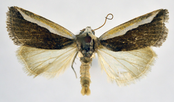 /filer/webapps/moths/media/images/P/paraalba_Acontia_AM_NHMO.jpg