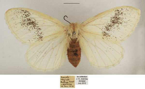 /filer/webapps/moths/media/images/P/parabiota_Phiala_AF_TMSA_01.jpg