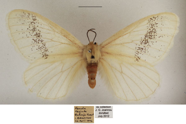 /filer/webapps/moths/media/images/P/parabiota_Phiala_AF_TMSA_02.jpg