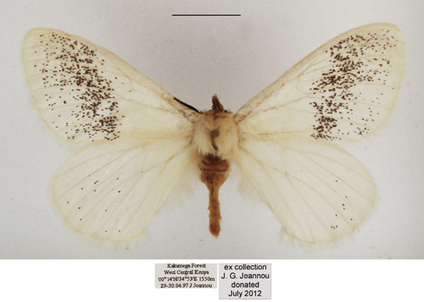 /filer/webapps/moths/media/images/P/parabiota_Phiala_AM_TMSA_01.jpg