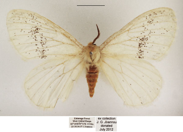 /filer/webapps/moths/media/images/P/parabiota_Phiala_AM_TMSA_02.jpg