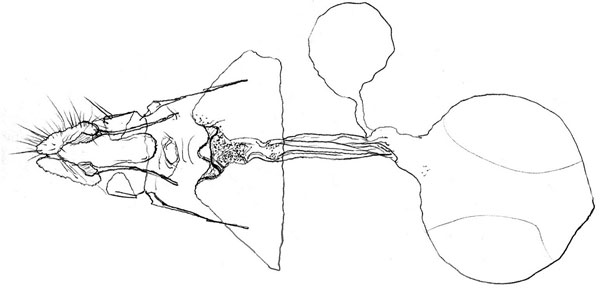 /filer/webapps/moths/media/images/P/paracremna_Xenosocia_GF_TMSA_21030.jpg