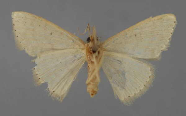 /filer/webapps/moths/media/images/P/paradelpharia_Scopula_A_ZSM_02.jpg