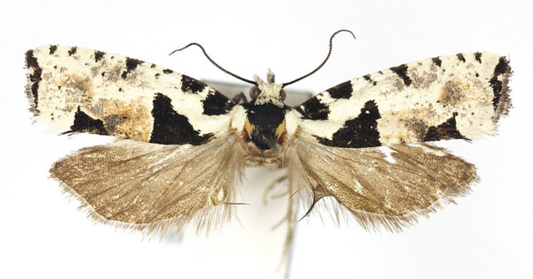 /filer/webapps/moths/media/images/P/paradelta_Gypsonoma_AF_Bassi.jpg