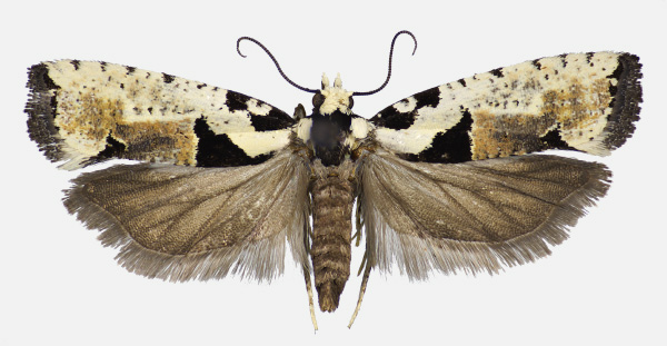/filer/webapps/moths/media/images/P/paradelta_Gypsonoma_AF_KSund_01.jpg