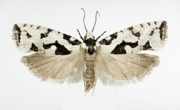 /filer/webapps/moths/media/images/P/paradelta_Gypsonoma_AF_KSund_02.jpg