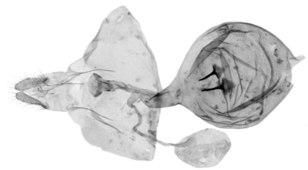/filer/webapps/moths/media/images/P/paradelta_Gypsonoma_GF_Bassi_6415.jpg