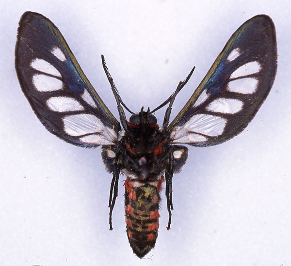 /filer/webapps/moths/media/images/P/paradoxa_Metamicroptera_LT_MHNG_02.jpg