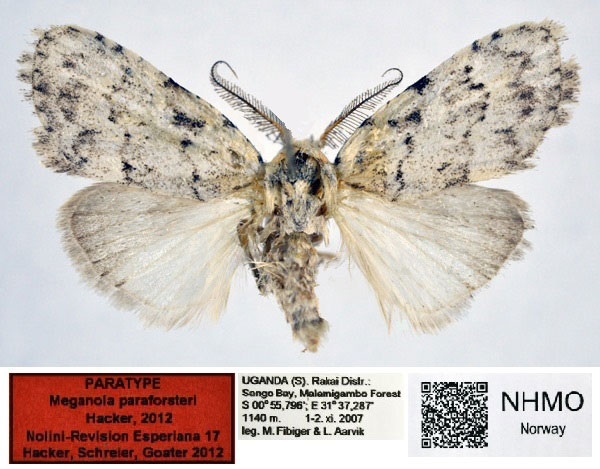 /filer/webapps/moths/media/images/P/paraforsteri_Meganola_PT_NHMO_01.jpg