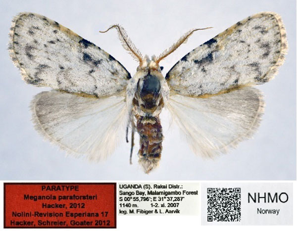 /filer/webapps/moths/media/images/P/paraforsteri_Meganola_PT_NHMO_02.jpg