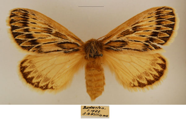 /filer/webapps/moths/media/images/P/paragarda_Marmaroplegma_AF_TMSA_01.jpg
