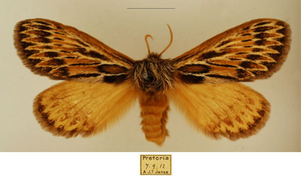 /filer/webapps/moths/media/images/P/paragarda_Marmaroplegma_AF_TMSA_02.jpg