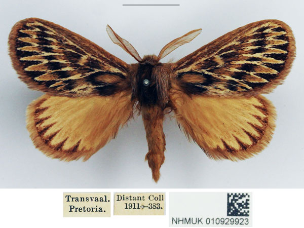 /filer/webapps/moths/media/images/P/paragarda_Marmaroplegma_AM_NHMUK_01.jpg