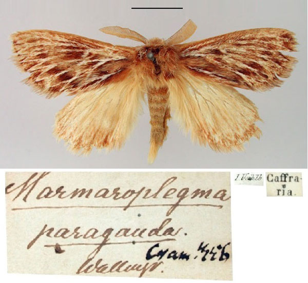 /filer/webapps/moths/media/images/P/paragarda_Marmaroplegma_HT_SNHM.jpg
