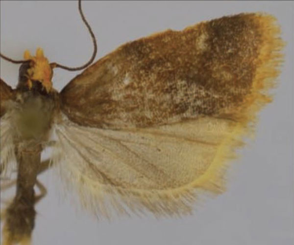 /filer/webapps/moths/media/images/P/paragongyla_Clepsis_HT_Trematerra.jpg