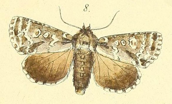 /filer/webapps/moths/media/images/P/paragrapha_Craniophora_Felder_100_8.jpg