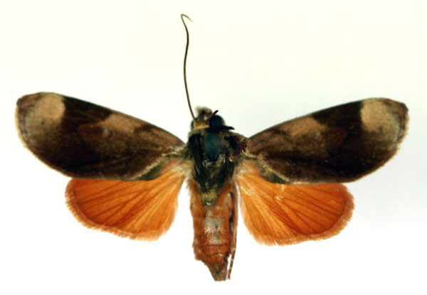/filer/webapps/moths/media/images/P/paralella_Aiteta_AF_RMCA.jpg