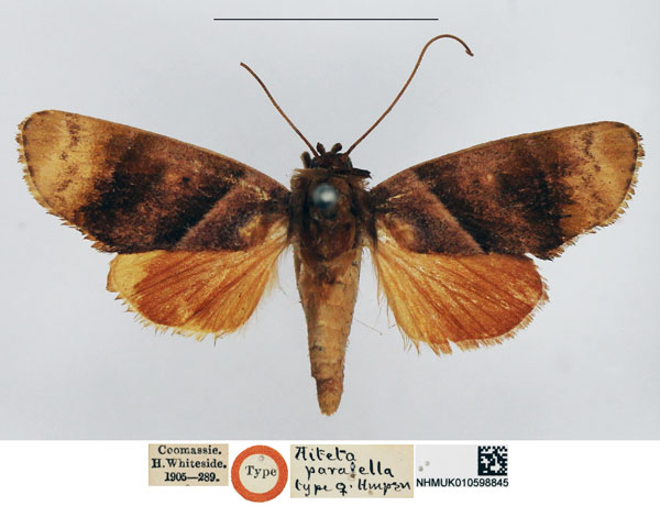 /filer/webapps/moths/media/images/P/paralella_Aiteta_HT_NHMUK.jpg