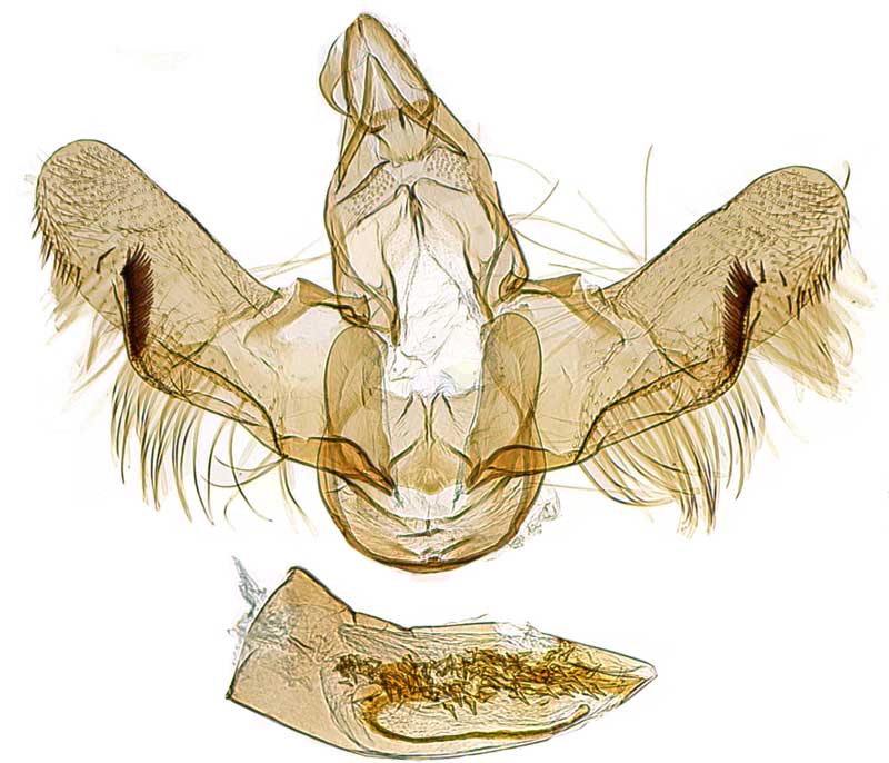 /filer/webapps/moths/media/images/P/paraliberalis_Pectinimura_GMHT_SDEI.jpg