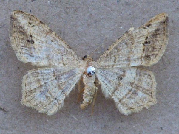 /filer/webapps/moths/media/images/P/parallacta_Chiasmia_A_Butler.JPG