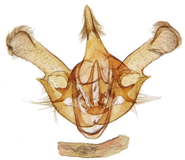 /filer/webapps/moths/media/images/P/parallela_Gnathodes_GMHT_ANHRT_83.jpg