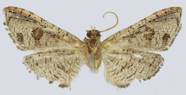 /filer/webapps/moths/media/images/P/parallela_Gnathodes_HT_ANHRTb.jpg