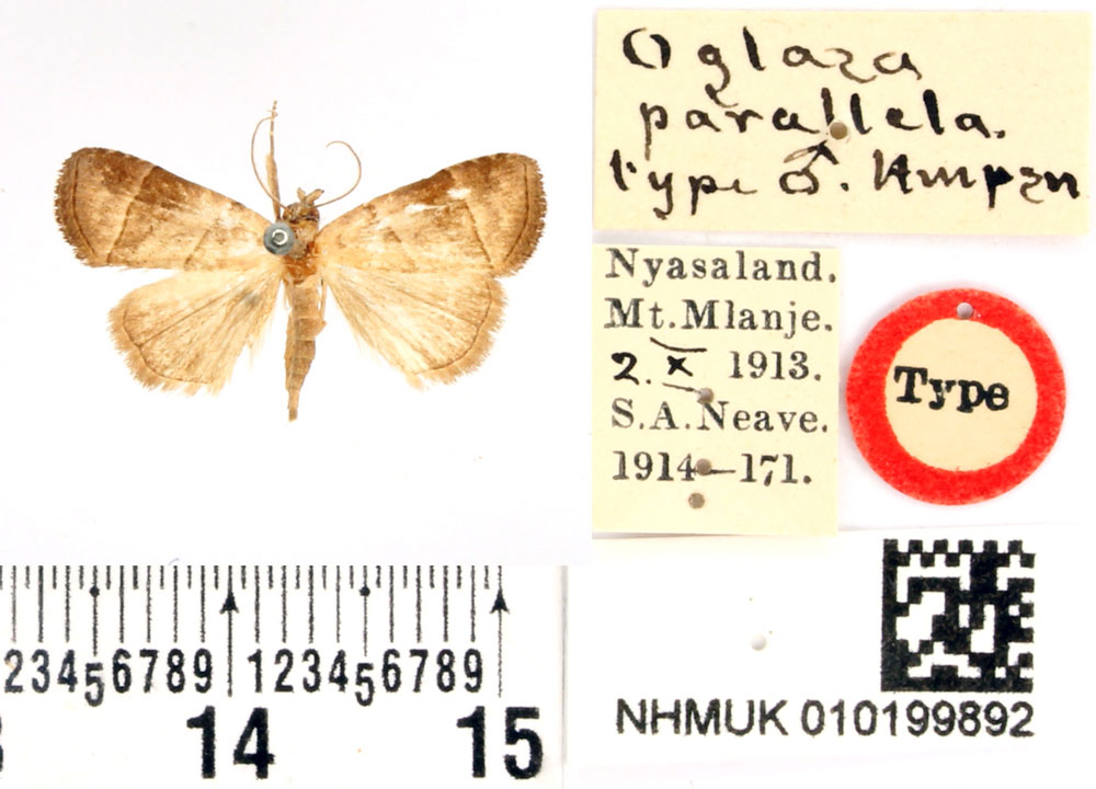 /filer/webapps/moths/media/images/P/parallela_Oglasa_STF_BMNH.jpg