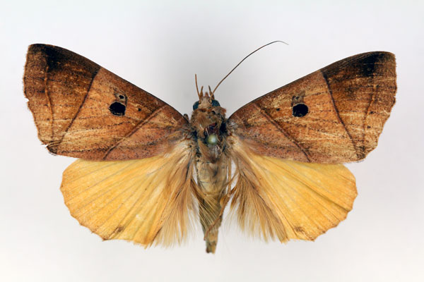 /filer/webapps/moths/media/images/P/parallelipipeda_Thyas_AM_RMCA_02.jpg