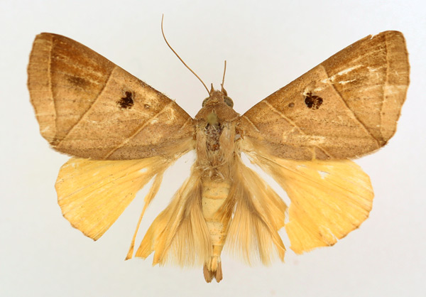 /filer/webapps/moths/media/images/P/parallelipipeda_Thyas_AM_TMSA.jpg