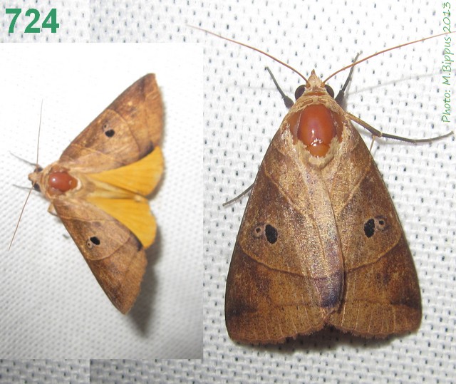 /filer/webapps/moths/media/images/P/parallelipipeda_Thyas_A_Bippus_01.jpg