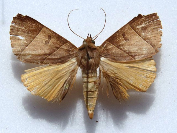 /filer/webapps/moths/media/images/P/parallelipipeda_Thyas_A_Goff_01.jpg