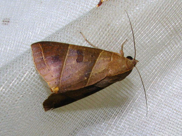 /filer/webapps/moths/media/images/P/parallelipipeda_Thyas_A_Goff_02.jpg