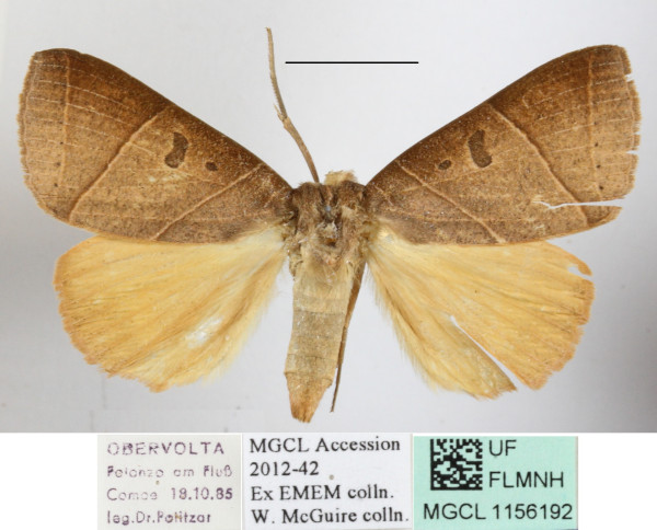/filer/webapps/moths/media/images/P/parallelipipeda_Thyas_A_MGCLa_01.JPG