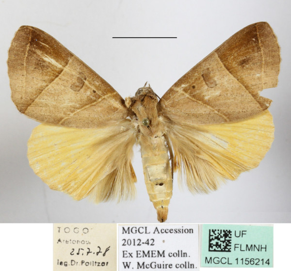 /filer/webapps/moths/media/images/P/parallelipipeda_Thyas_A_MGCLa_02.JPG