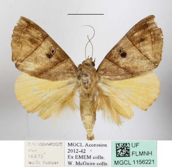 /filer/webapps/moths/media/images/P/parallelipipeda_Thyas_A_MGCLa_03.JPG