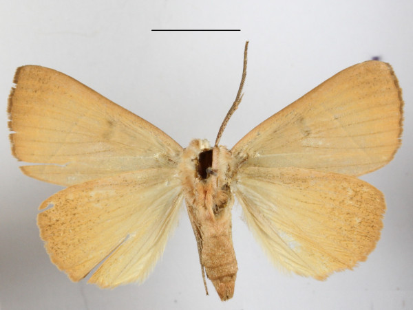 /filer/webapps/moths/media/images/P/parallelipipeda_Thyas_A_MGCLb_01.JPG