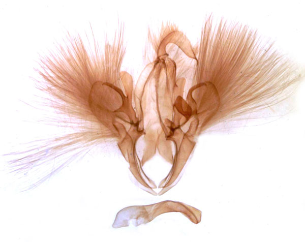 /filer/webapps/moths/media/images/P/parallelipipeda_Thyas_GM_MSNM_Berio713.jpg