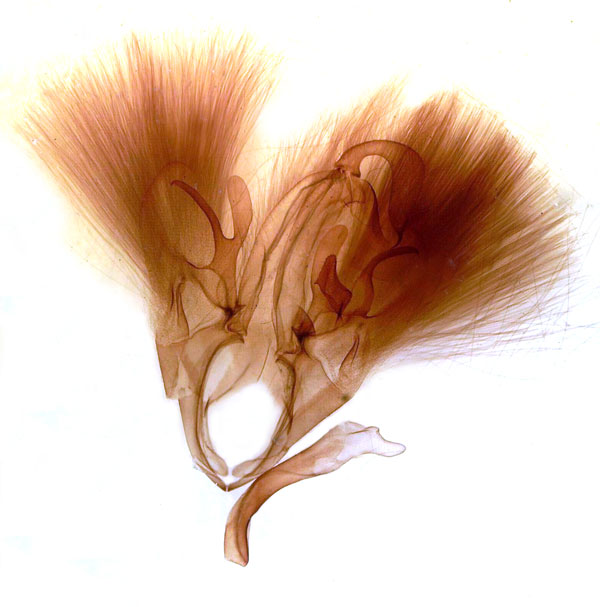 /filer/webapps/moths/media/images/P/parallelipipeda_Thyas_GM_MSNM_Berio714.jpg