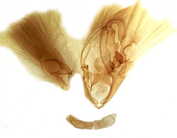 /filer/webapps/moths/media/images/P/parallelipipeda_Thyas_GM_MSNM_Berio715.jpg