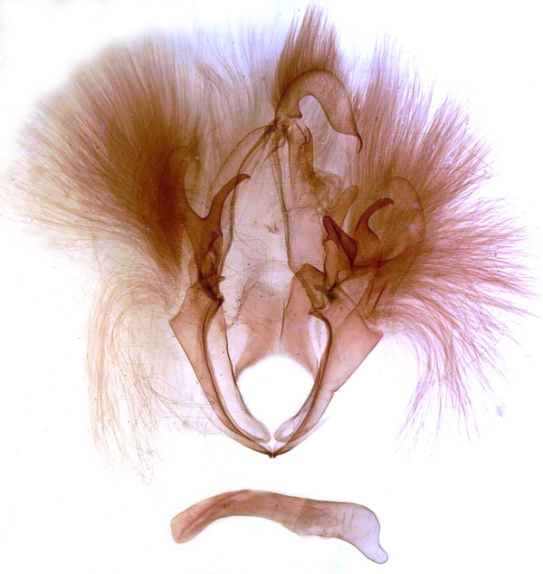 /filer/webapps/moths/media/images/P/parallelipipeda_Thyas_GM_MSNM_Berio716.jpg