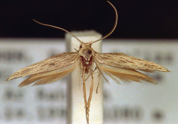 /filer/webapps/moths/media/images/P/paralogella_Scythris_HT_ZMUC.jpg