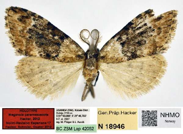 /filer/webapps/moths/media/images/P/paramesoscota_Meganola_HT_NHMO.jpg