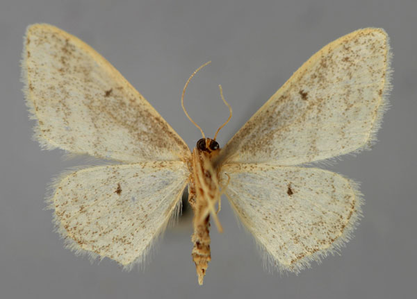 /filer/webapps/moths/media/images/P/paraplesia_Idaea_A_ZSM_02.jpg