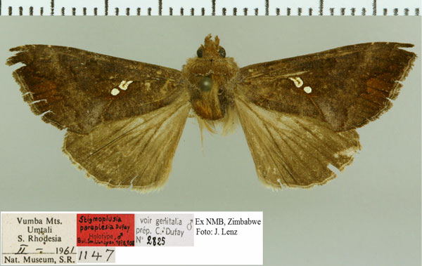 /filer/webapps/moths/media/images/P/paraplesia_Stigmoplusia_HT_NMB.jpg
