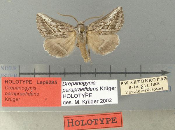 /filer/webapps/moths/media/images/P/parapraefidens_Drepanogynis_HT_TMSA.jpg