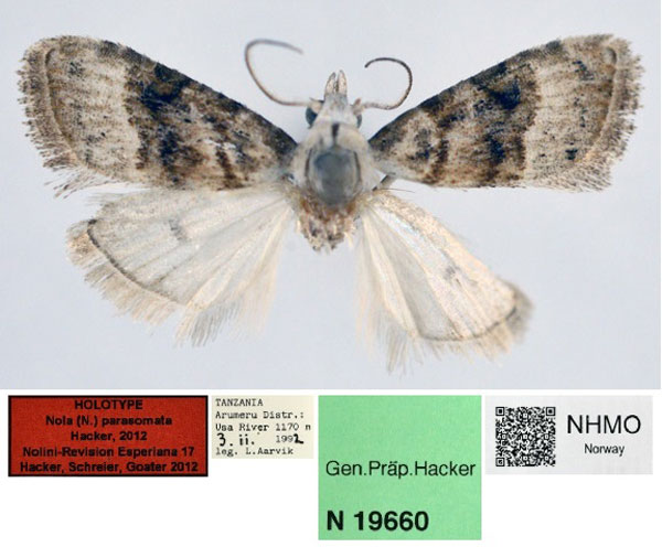 /filer/webapps/moths/media/images/P/parasomata_Nola_HT_NHMO.jpg